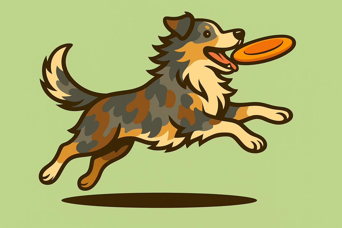Australian Shepherd
