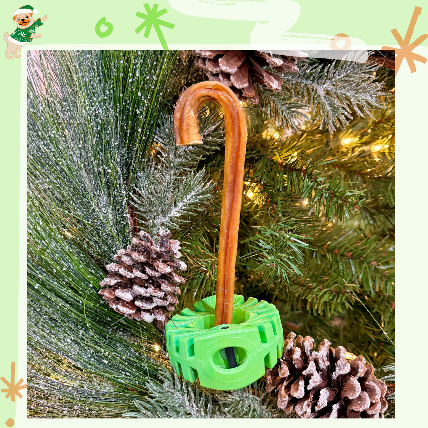 EverChew All-Natural Bully Stick CANDY CANES - Limited Quantity Available - Bully Stick SafetyChew