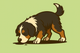 Bernedoodle: A Guide to Chewing Bully Sticks