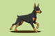 Doberman Pinschers: A Guide to Chewing Bully Sticks