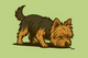 Yorkshire Terrier: A Guide to Chewing Bully Sticks