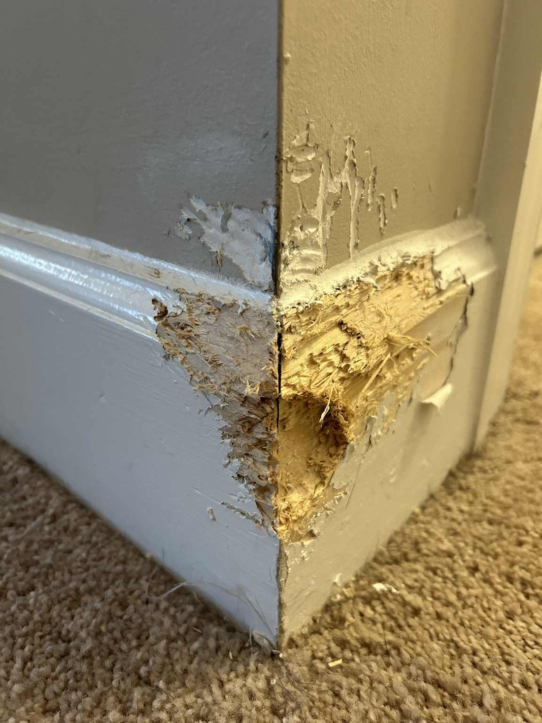 Baseboard heavily chewed by a dog, credit a reddit poster