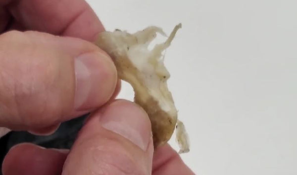 very nibbled chew stub