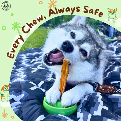 SafetyChew Small Dog Starter Pack: Pin-Lock Bully Stick Holder +  All-Natural Bully Sticks for Dogs Under 16lbs